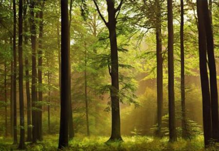 la nature